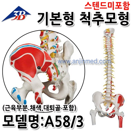 3B 척추모형 (기본형-근육 부분채색,대퇴골 표현) (모델:A58/3) [EU생산] (a2155)