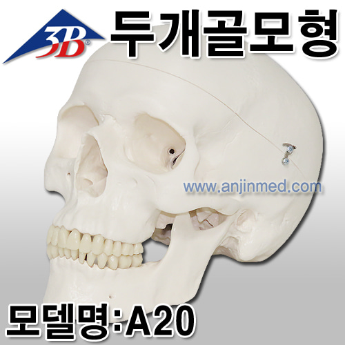 [3B모형] 두개골모형 (모델:A20) [독일생산] (a0331)