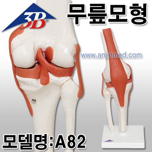 3B 무릎모형(슬관절) (모델:A82) [EU생산] (a0332)