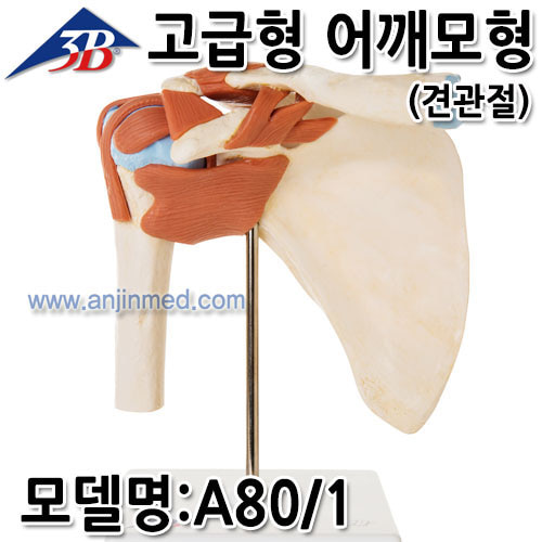 3B 어깨모형 (고급형-견관절) (모델:A80/1) [EU생산] (a2158)