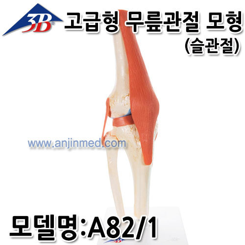 3B 무릎모형 (고급형-슬관절) (모델:A82/1) [EU생산] (a2159)