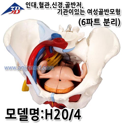 3B 골반모형 (여성골반/인대,혈관,신경,골반저,기관 포함/6파트 분리형) (모델:H20/4) [독일생산] (a2169)