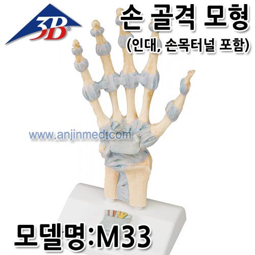 3B 손모형 (골격모형/인대,손목터널 포함) (모델:M33) [EU생산] (a2170)