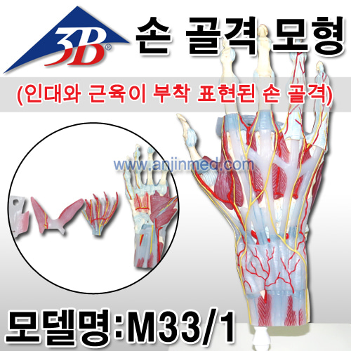 3B 손모형 (골격모형/인대와 근육이 부착 표현된 손골격) (모델:M33/1) [EU생산] (a8745)